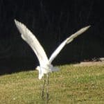 White heron taking wing