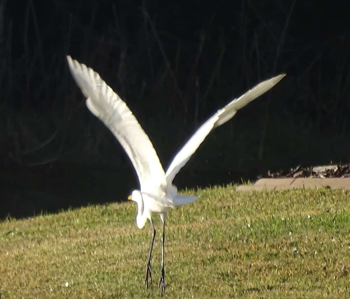 White heron taking wing